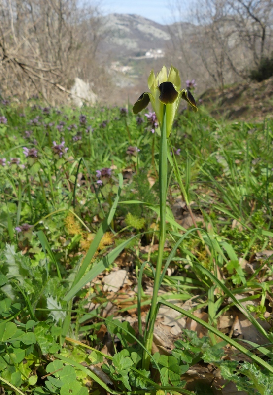 Dactylorhiza romana e prime fioriture tra Lazio e Campania - marzo 2023.